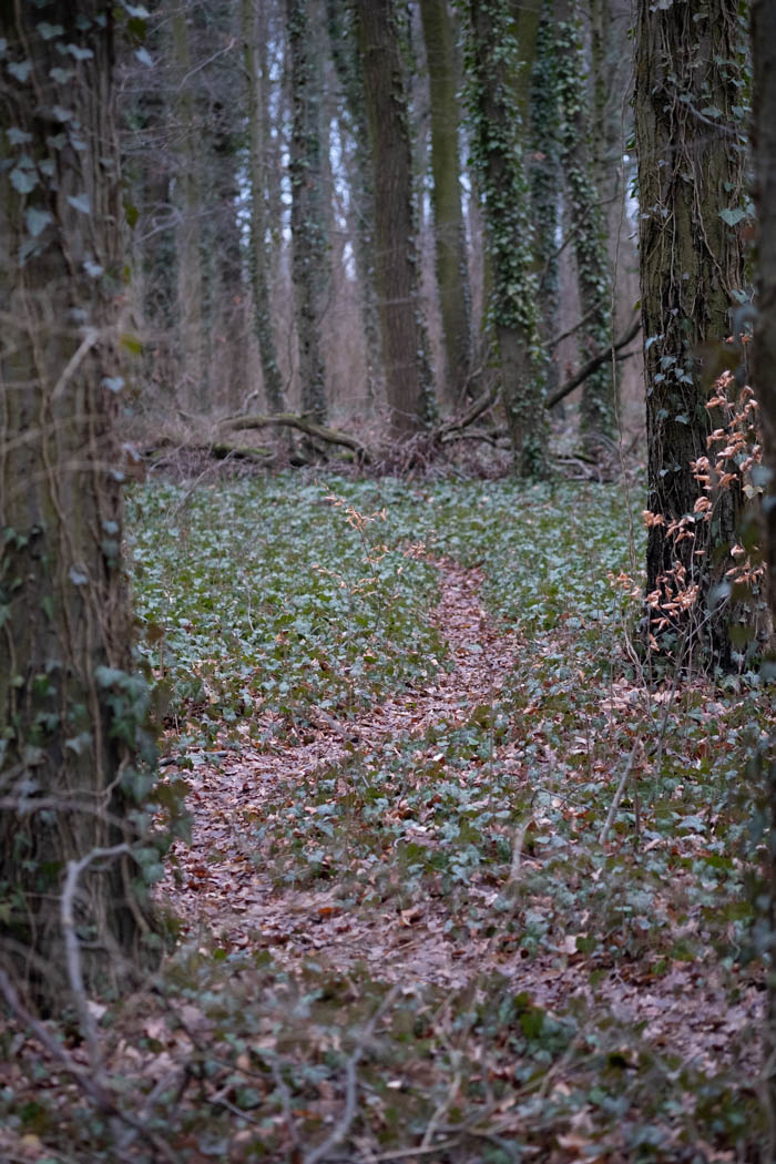 A pathway through Spreepark forest surrounded by trees